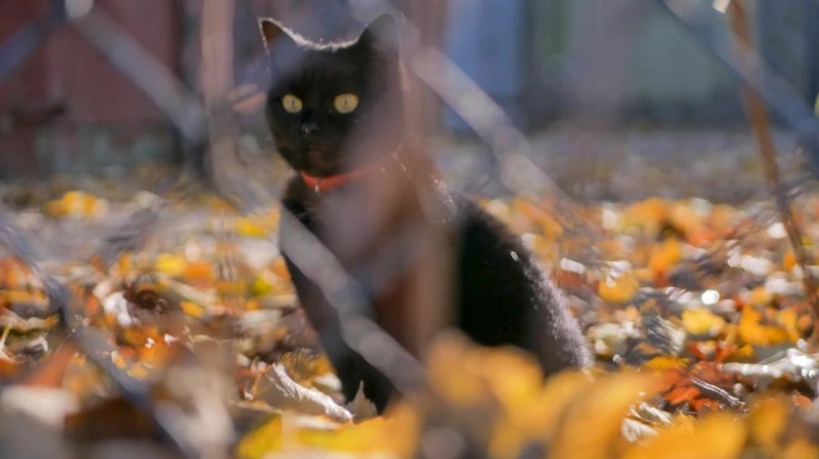 Погода: на Україну насувається теплий антициклон