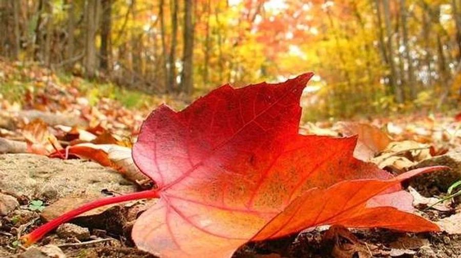 Під кінець робочого тижня температура поповзе вгору