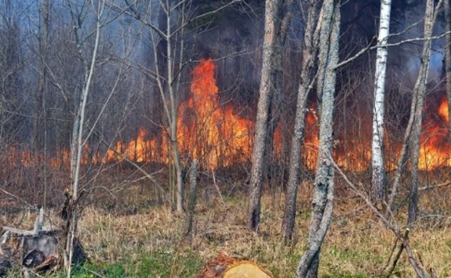 У Чорнобильській зоні все ще горить трава: гасять більше 300 чоловік