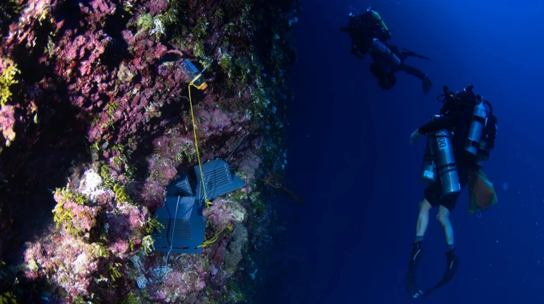 Мерцающие черви и мохнатые крабы: ученые нашли ранее невиданных существ в сумеречной зоне океана