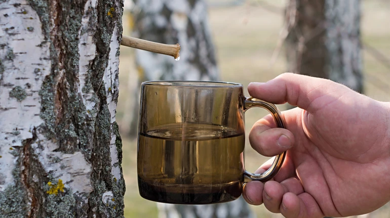 Чим корисний березовий сік і як зібрати його правильно без шкоди для дерев: пояснює експерт