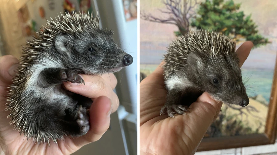 Two hedgehog families found at Russian strike site in Dnipro, mother hedgehogs killed