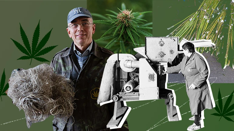 От пороха до одежды. Как возрождается промышленное коноплеводство