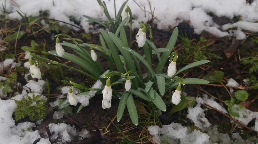 У Києві та області до середи очікуються дощі з мокрим снігом, далі – тепло
