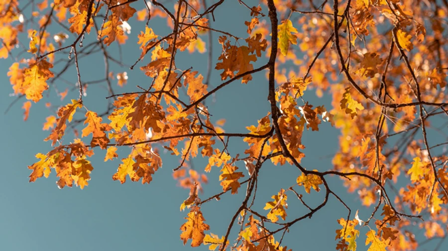 Синоптики обіцяють суху і прохолодну погоду в Україні