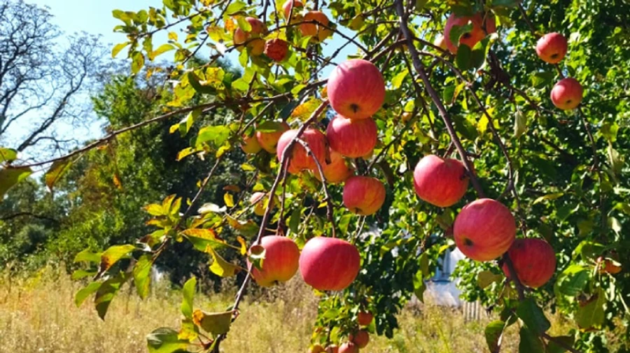 Вихідні в Україні подарують ласкаве тепло