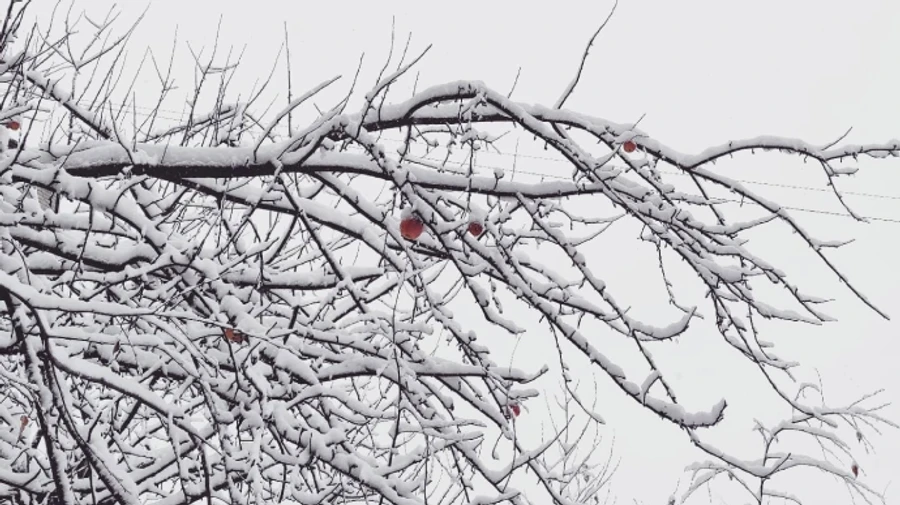 Синоптики прогнозируют морозы до -19°