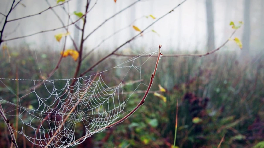 В Україні буде сонячно і тепло, але у двох областях – дощі