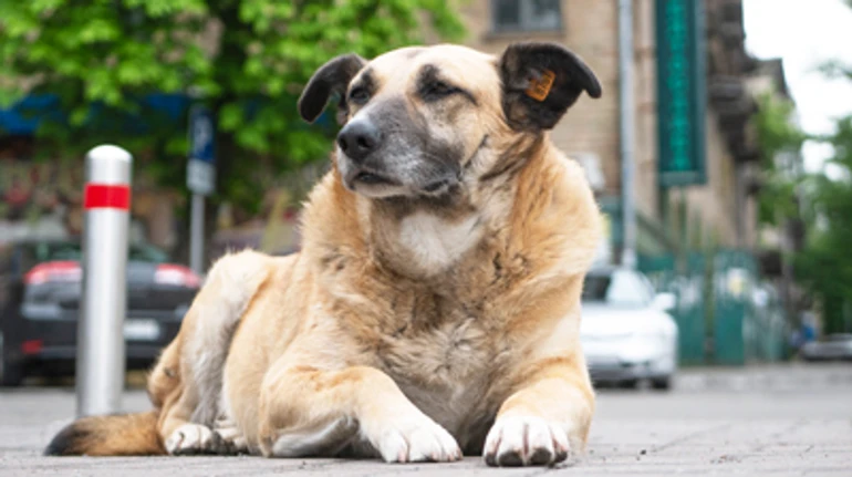 Жила-была Марфа. Один день столичной жизни глазами уличной собаки