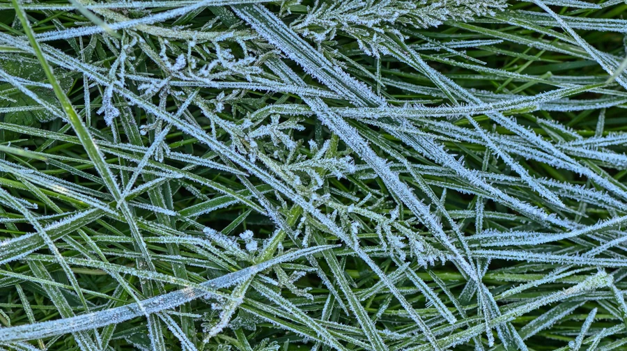 Синоптики попередили про приморозки в Україні, які зашкодять ранньому квітінню