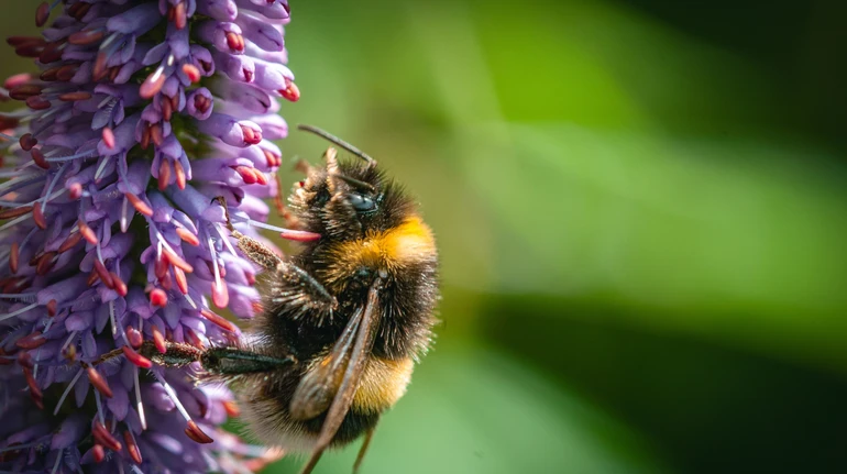 Пухнасті музиканти: вчені виявили, що джмелі можуть відчувати та впізнавати ритм