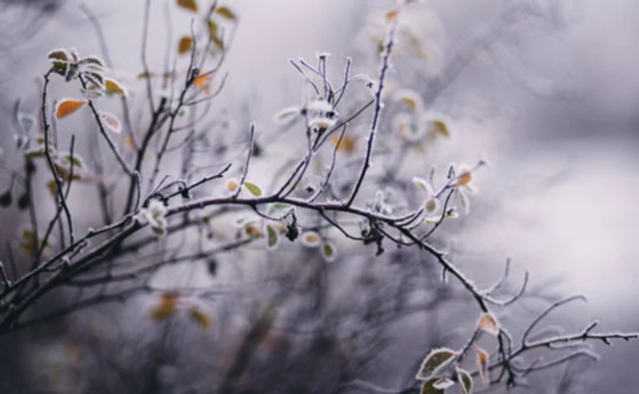 В ближайшие ночи ударит морозец до -5