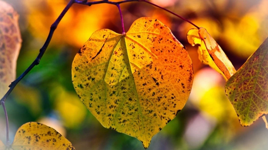 В ближайшие дни будет тепло и сухо, а дальше придет похолодание