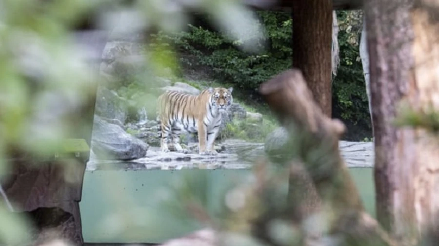 У Швейцарії співробітниця зоопарку померла після нападу тигриці