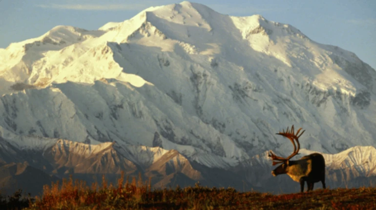 Острів щурів, місто під одним дахом і собака Балто. 10 фактів про Аляску, яких ви могли не знати