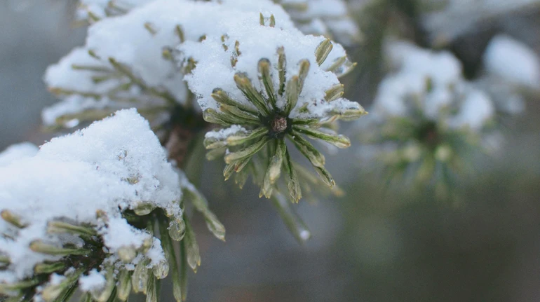 В Украину идет мокрый снег и существенное похолодание