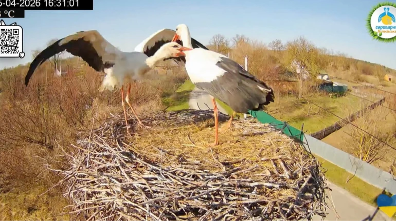 Драма у зірковому гнізді: Одарка розбила пару лелек, які оселилися в її помешканні