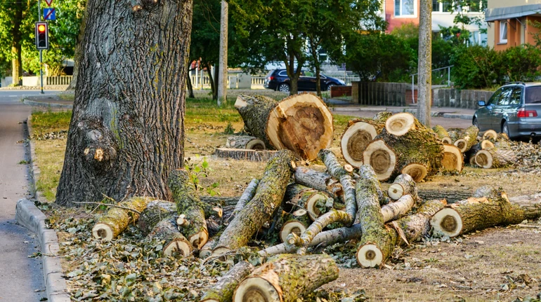 Дім зрубали разом із ними: у Тернополі врятували поранених червонокнижних кажанів