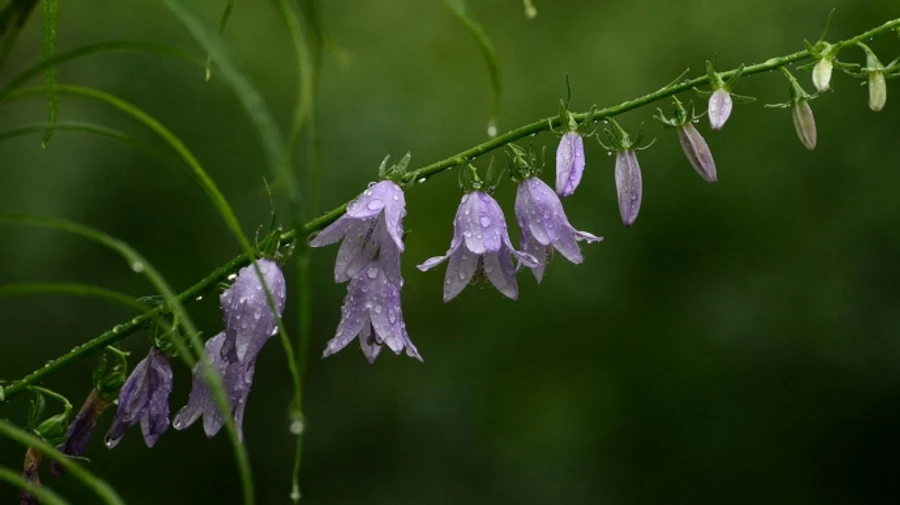 Последние дни мая будут с дождями