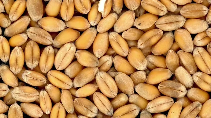 Russians export Ukrainian grain to Iran and Syria through Crimea 