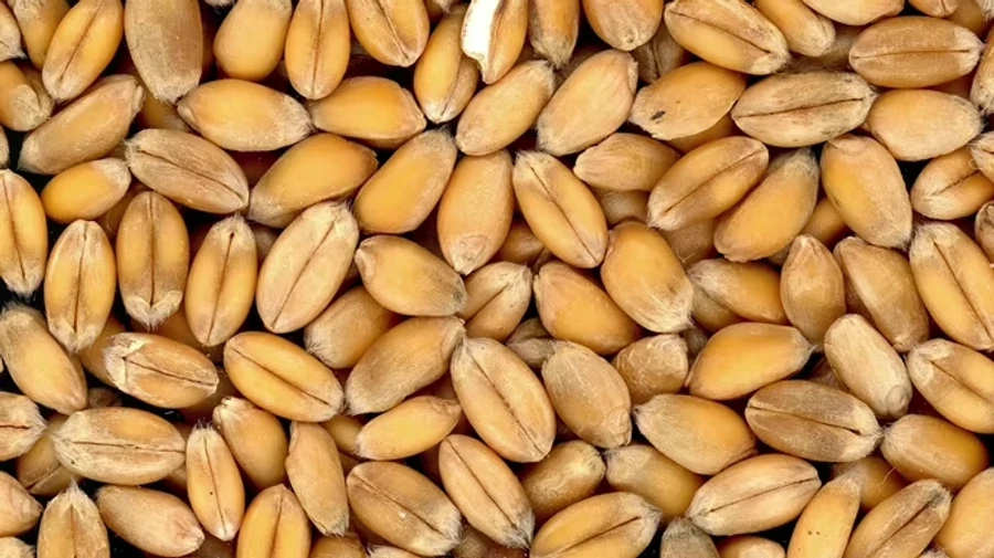 Russians export Ukrainian grain to Iran and Syria through Crimea