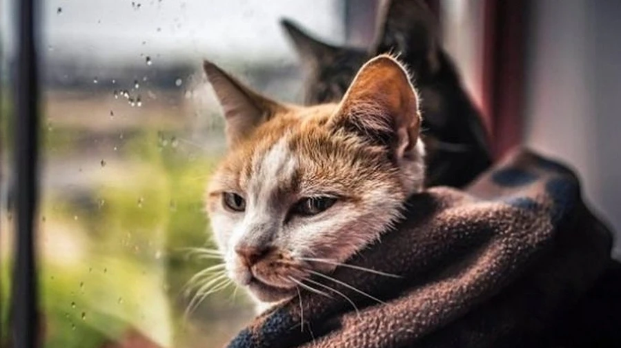 В Україні дощитиме і буде прохолодно