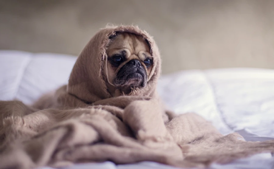 На выходные мощный антициклон Quincy выморозит Украины