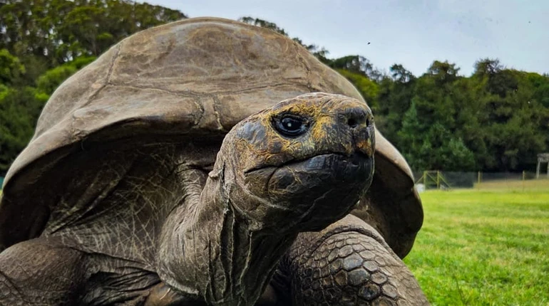 194-летняя, но ещё живая: как мошенник шокировал сеть фейком о смерти самой старой черепахи в мире