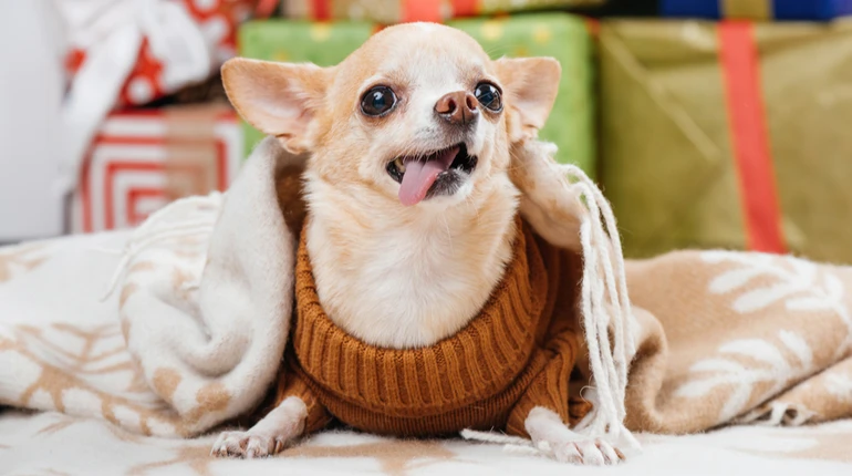 Науковці визначили 12 порід собак, які мають ризик серйозних проблем із диханням