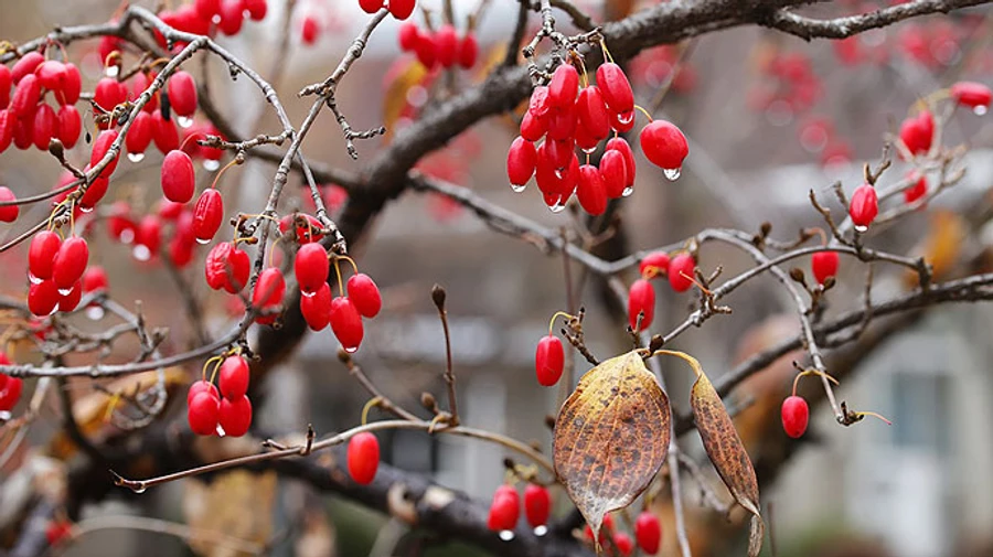 В Україну йдуть дощі і похолодання