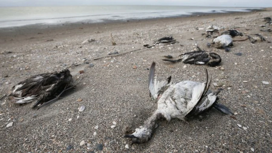 Гибель птиц на Сиваше: не исключают вспышку птичьего гриппа и отравление