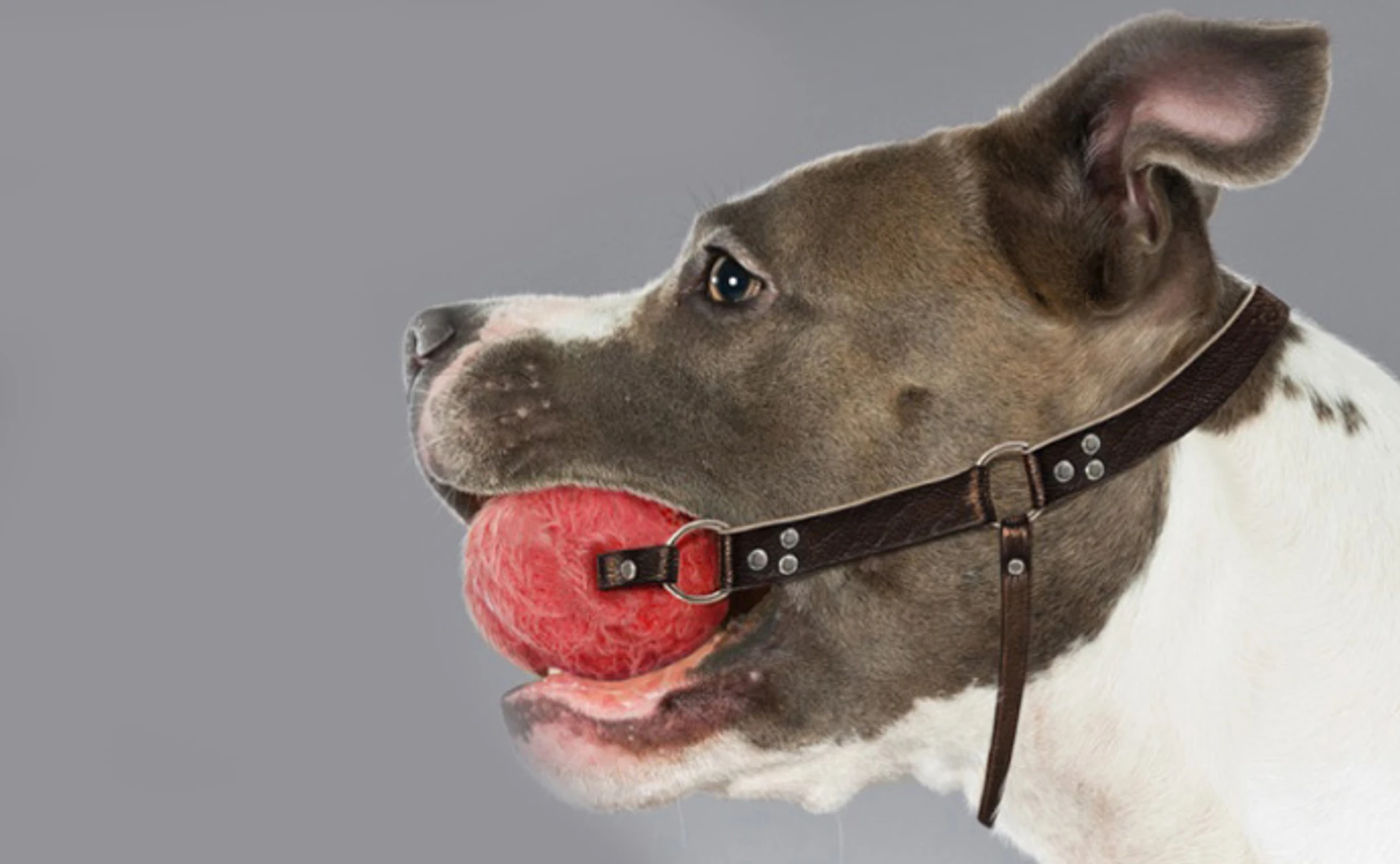 Заборонити не можна дозволити