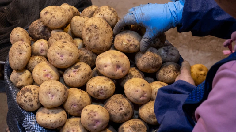 На украинском рынке снизились цены на картофель