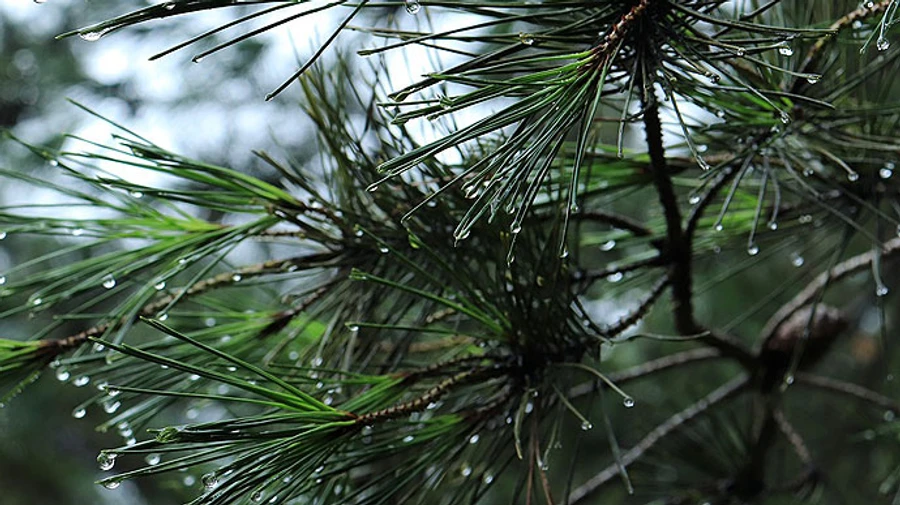 В Україну йдуть дощі 