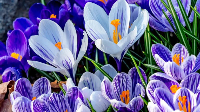 Привычные и экзотические. Как хорошо вы знаете весенние цветы? ТЕСТ