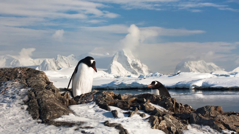 Період розмноження пінгвінів в Антарктиді рекордно змістився: які наслідки це матиме для екосистеми