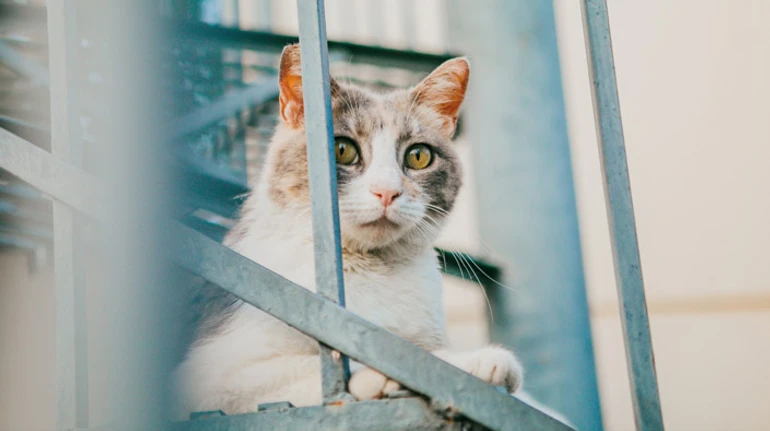 Стерилізація – це мінус сотні безпритульних хвостиків згодом. Як в Україні вирішують проблему покинутих тварин