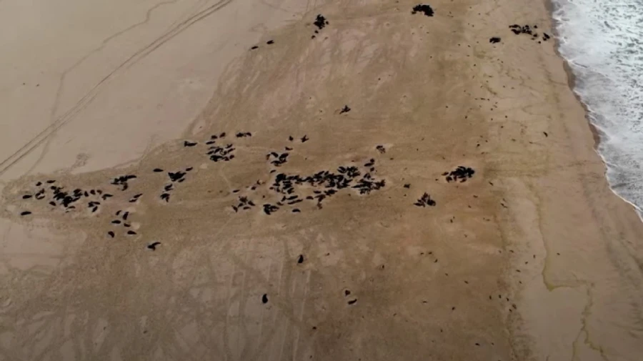 На узбережжі Намібії знайшли 7 тисяч мертвих тюленів