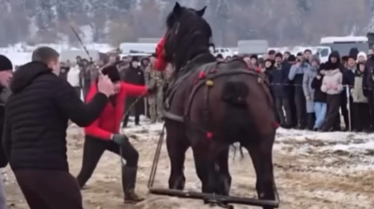 На Прикарпатье на фестивале лошадь пороли и били палками: волонтеры говорят, полиция не видит нарушений