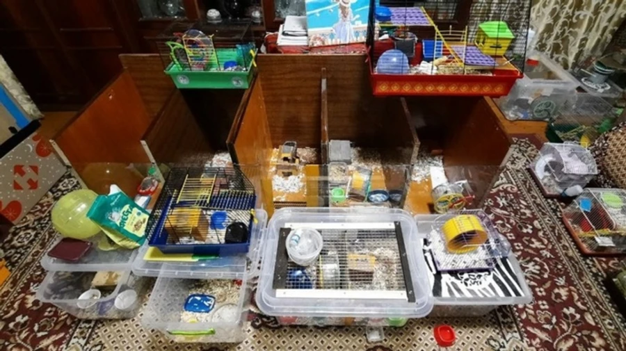 Woman takes in 72 displaced hamsters in Kropyvnytskyi, with most coming from Kherson Oblast – photo