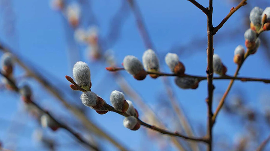 Синоптики рассказали, какую погоду ждать в марте