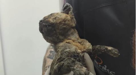 Three days under rubble: cat injured in Russian attack rescued in Kyiv – video