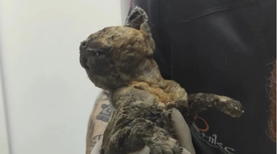 Three days under rubble: cat injured in Russian attack rescued in Kyiv – video