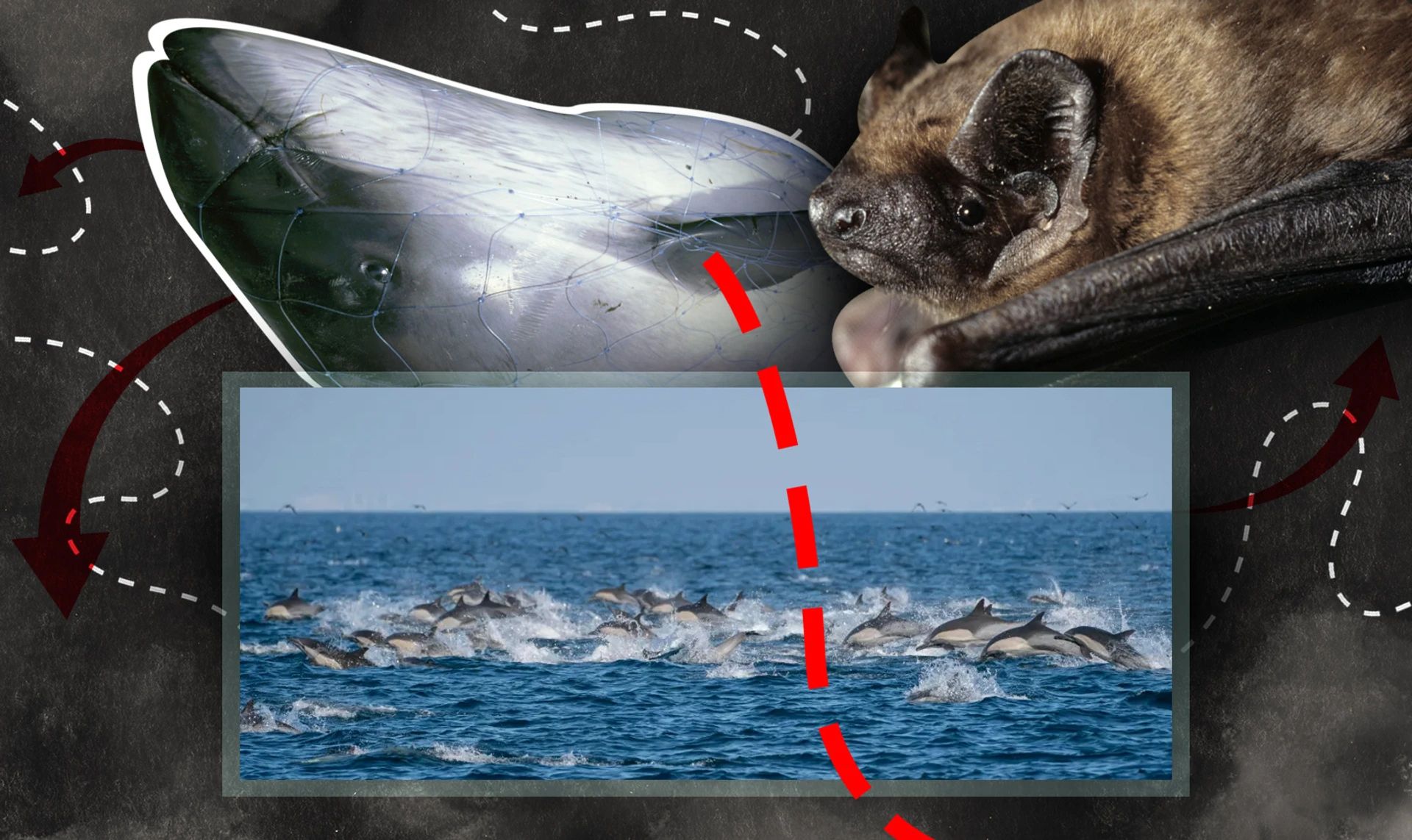 Їм не відомі кордони. Як війна впливає на життя вічних мандрівників – дельфінів і кажанів