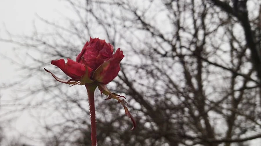 Зима не дасть нудьгувати: дощі, тумани, мокрий сніг, ожеледь
