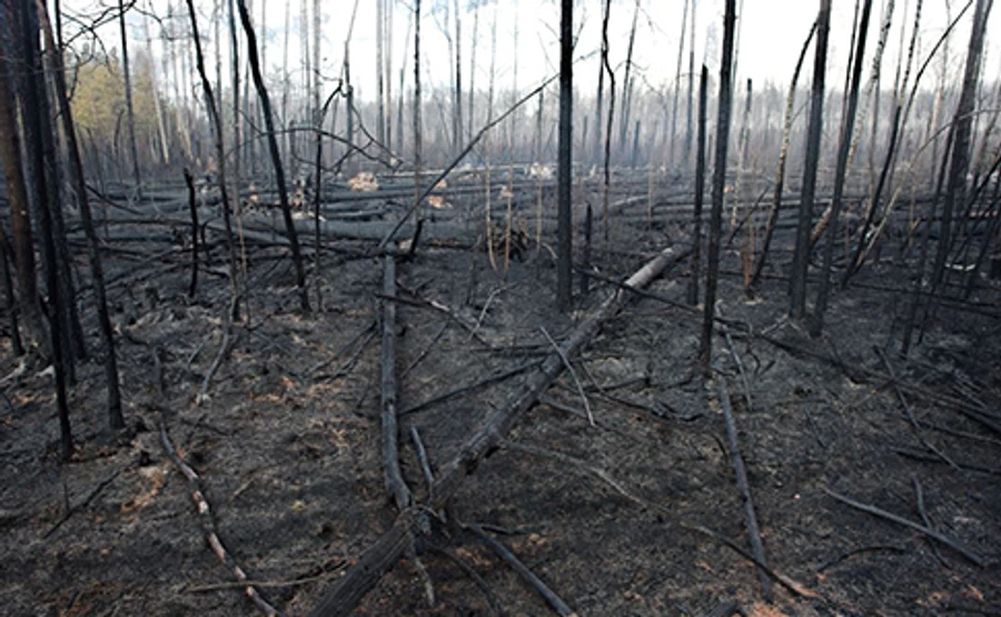 Держлісагентство: Такі пожежі, як на Житомирщині, були 24 роки тому
