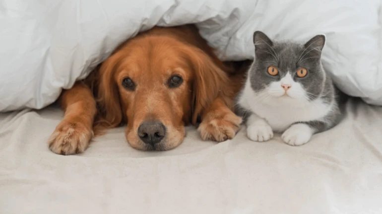 Няня, зоогостиница или бабушка? На кого лучше оставить животное и как подготовить его к временной передержке