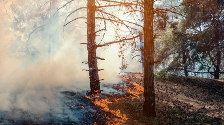 Russian aggression has caused unprecedented environmental damage: losses exceed US$144bn