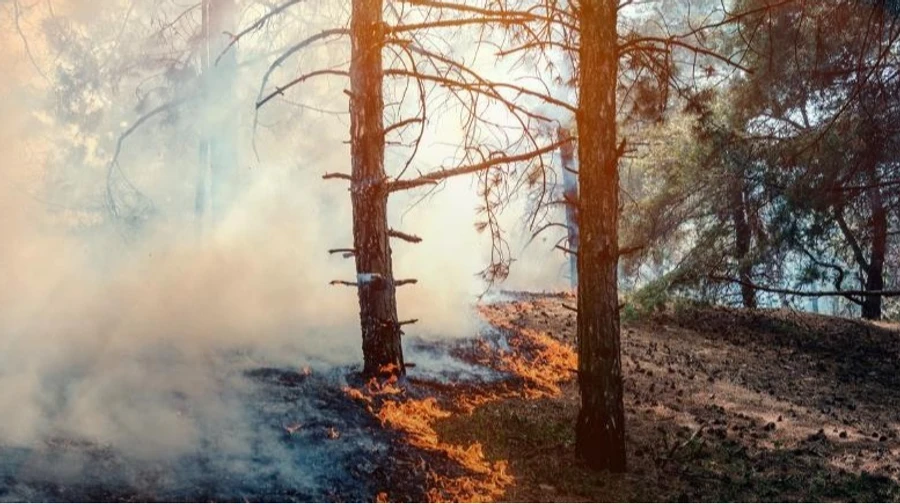 Russian aggression has caused unprecedented environmental damage: losses exceed US$144bn