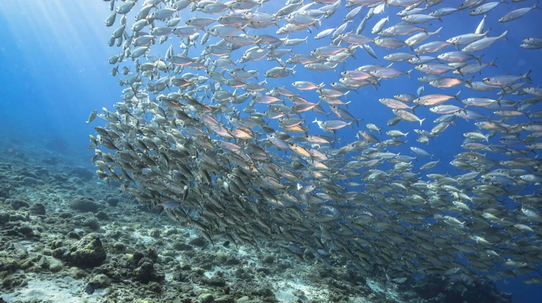 Популяції риб стрімко скорочуються через нагрівання Світового океану: вчені